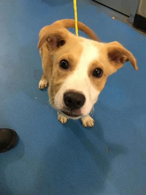 A baby small-sized male Mixed Breed dog named 1292615 for adoption in Dallas, TX