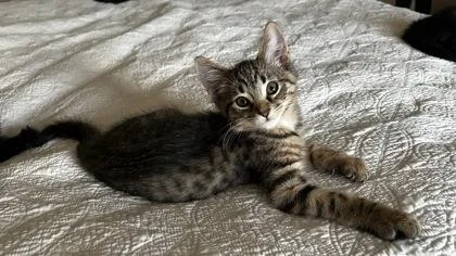 A baby large-sized male Tabby (Brown / Chocolate) Domestic Short Hair cat named Toulouse for adoption in Ontario, NY