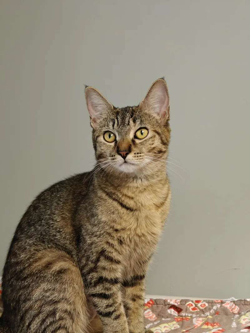 A young medium-sized female Tabby (Buff / Tan / Fawn) Domestic Short Hair cat named Primrose for adoption in New Britain, CT