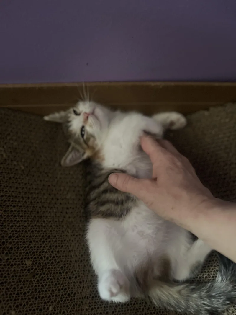 Apple Turnover thumbnail 2