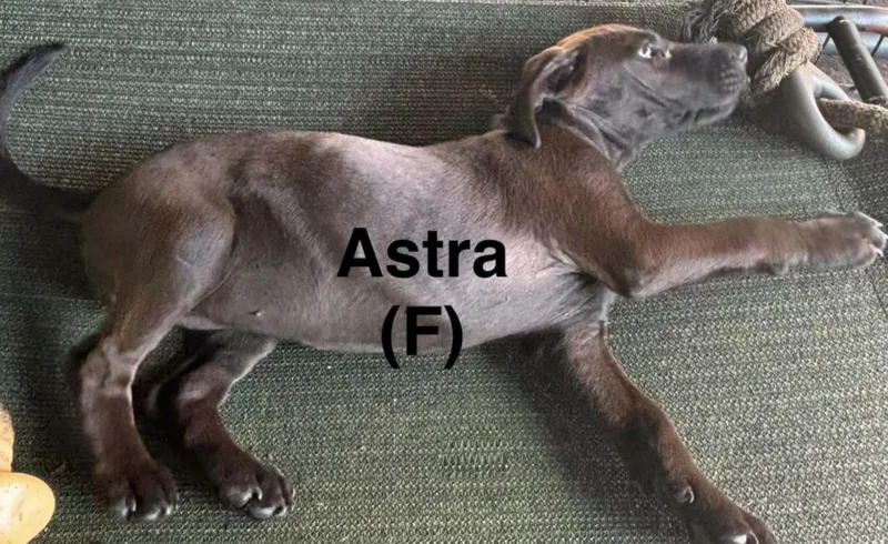 A baby medium-sized female Gray / Blue / Silver Mixed Breed dog named Astra for adoption in Parma, OH