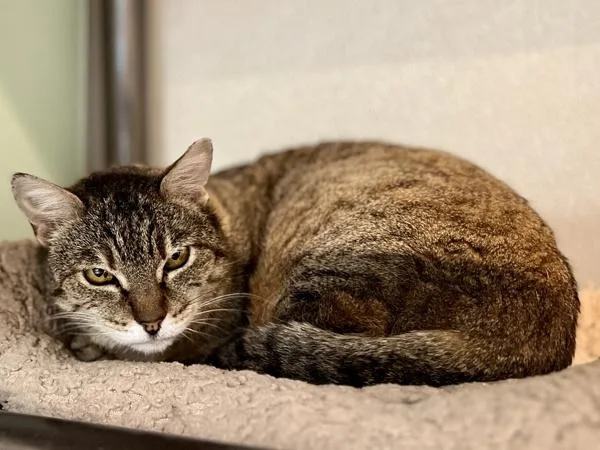 An adult medium-sized female Domestic Short Hair cat named Fancy for adoption in Portland, OR