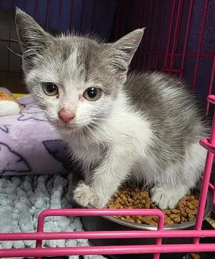A baby small-sized female Domestic Short Hair cat named Frenchy for adoption in Clinton, MO