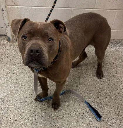 An adult extra large-sized male Gray / Blue / Silver Pit Bull Terrier dog named Columbo for adoption in Kansas City, MO