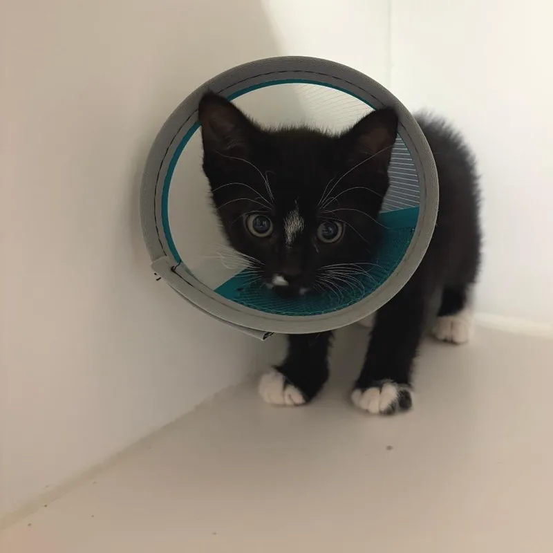 A baby small-sized male Black Domestic Short Hair cat named Tuxedo Sam for adoption in Phoenix, AZ