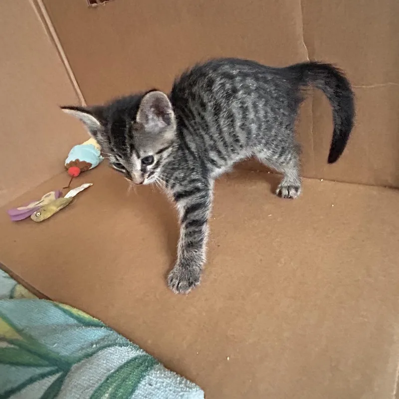 A baby small-sized male Brown / Chocolate Domestic Short Hair cat named Isaac Newton for adoption in Austin, TX