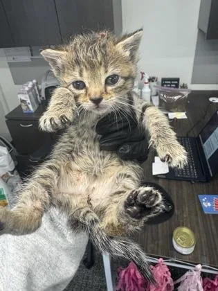 A baby small-sized female Domestic Short Hair cat named Vermicelli for adoption in West Chester, PA