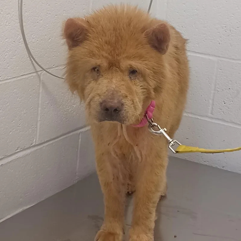 An adult medium-sized female Golden Chow Chow dog named Lemon Poundcake for adoption in Hattiesburg, MS