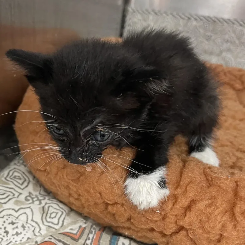 A baby small-sized female Black Domestic Short Hair cat named Kiwi for adoption in Port Charlotte, FL