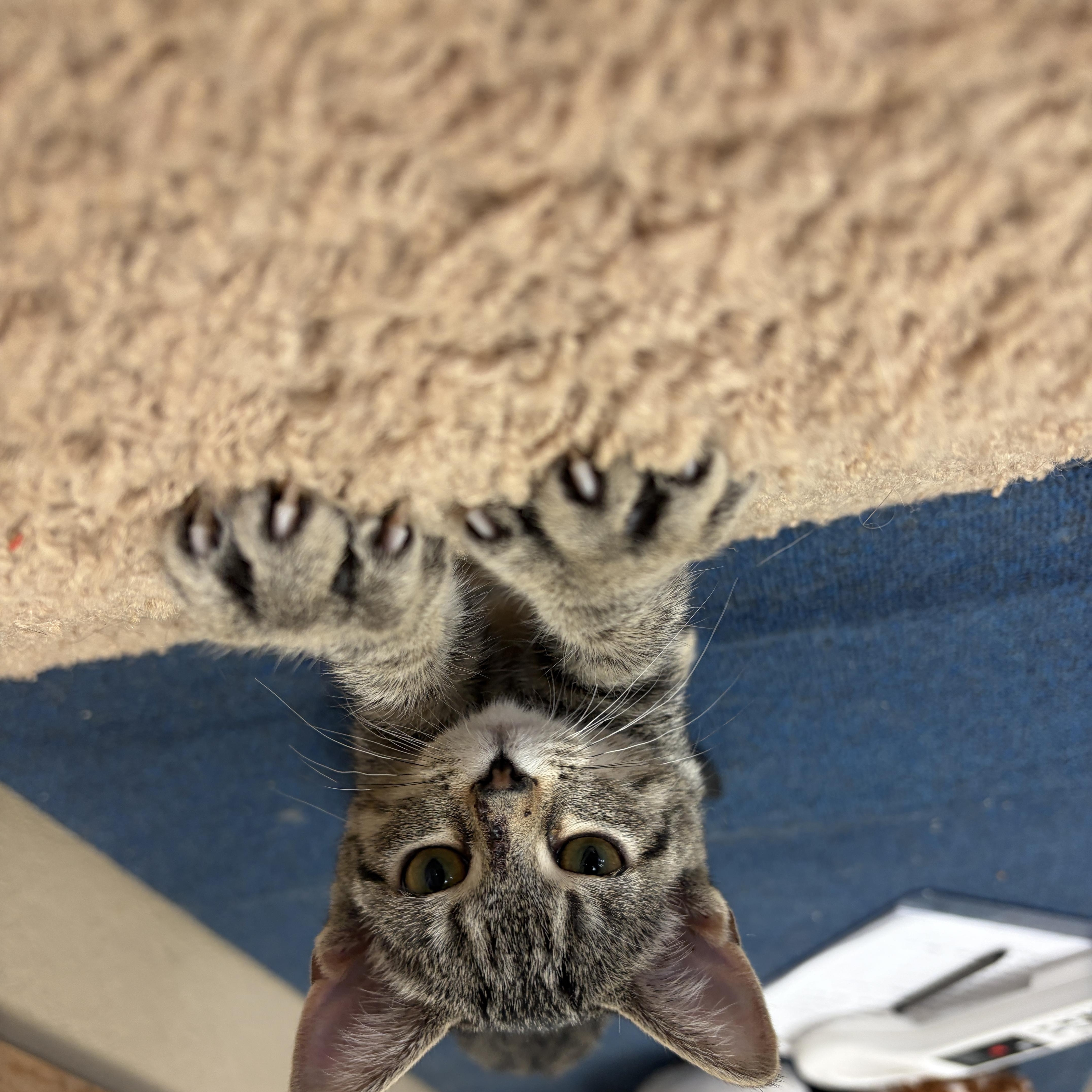 A baby medium-sized female Domestic Short Hair cat named Eenie for adoption in Neillsville, WI