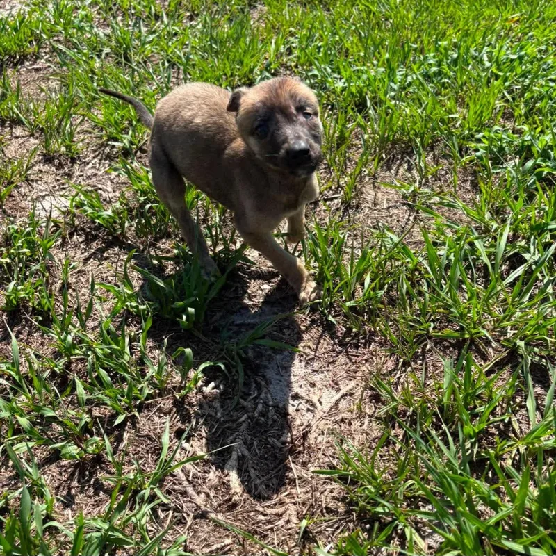 A baby medium-sized female Greyhound dog named Leela for adoption in Tarpon Springs, FL