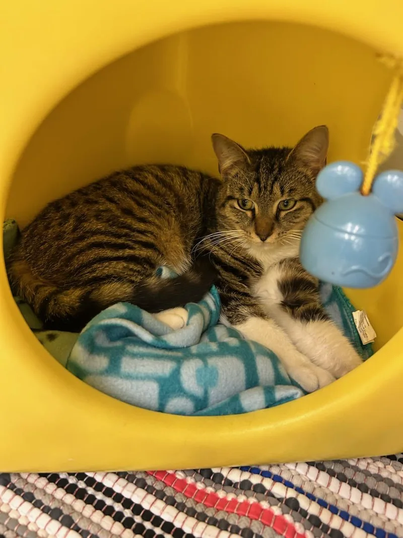 A young medium-sized male Tabby (Brown / Chocolate) Domestic Short Hair cat named Lloyd for adoption in Warren, OH