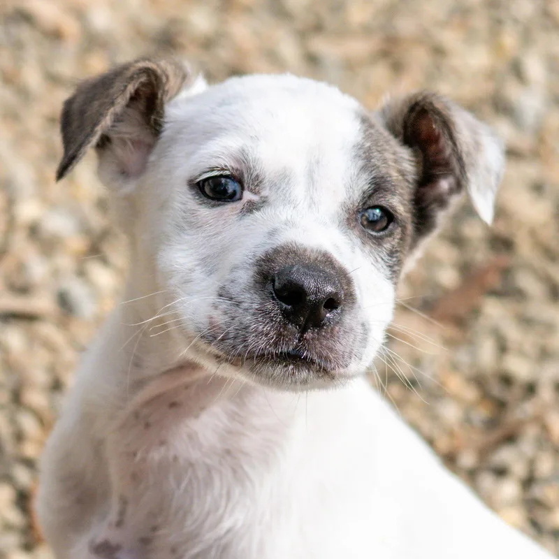 Pumpernickel thumbnail 2