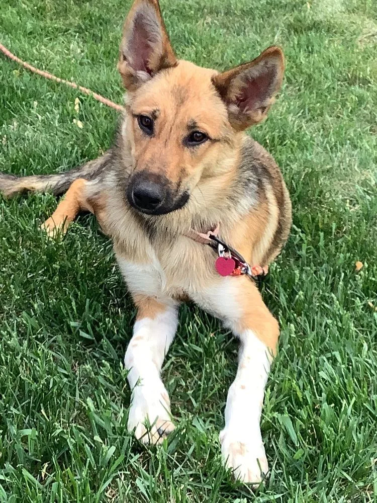 A baby large-sized female Pumi dog named Kiko for adoption in Plymouth, MN