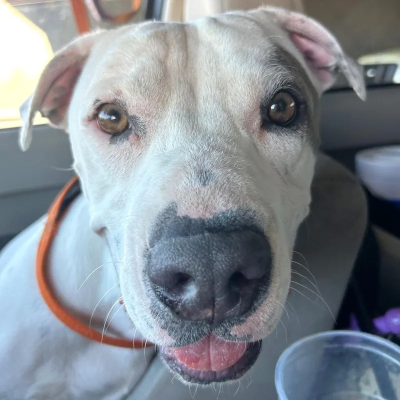An adult large-sized male Pit Bull Terrier dog named Marshmallow for adoption in Las Vegas, NV