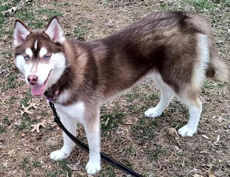 Cinnamon Spice thumbnail 2