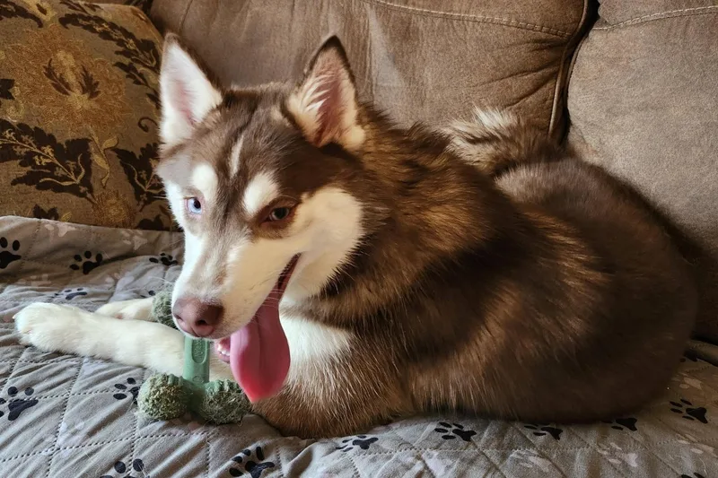 Cinnamon Spice thumbnail 3