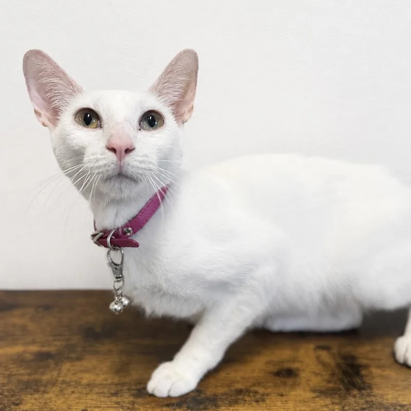 A young medium-sized male White Domestic Short Hair cat named Slim Jim Shady for adoption in Brownsboro, AL