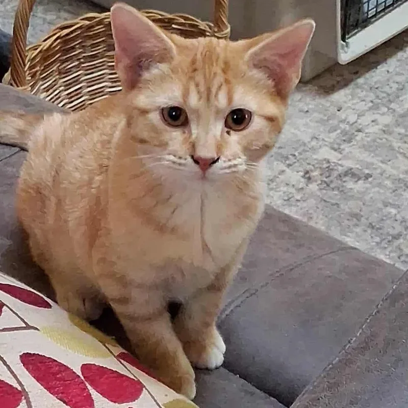 Marshall thumbnail 2