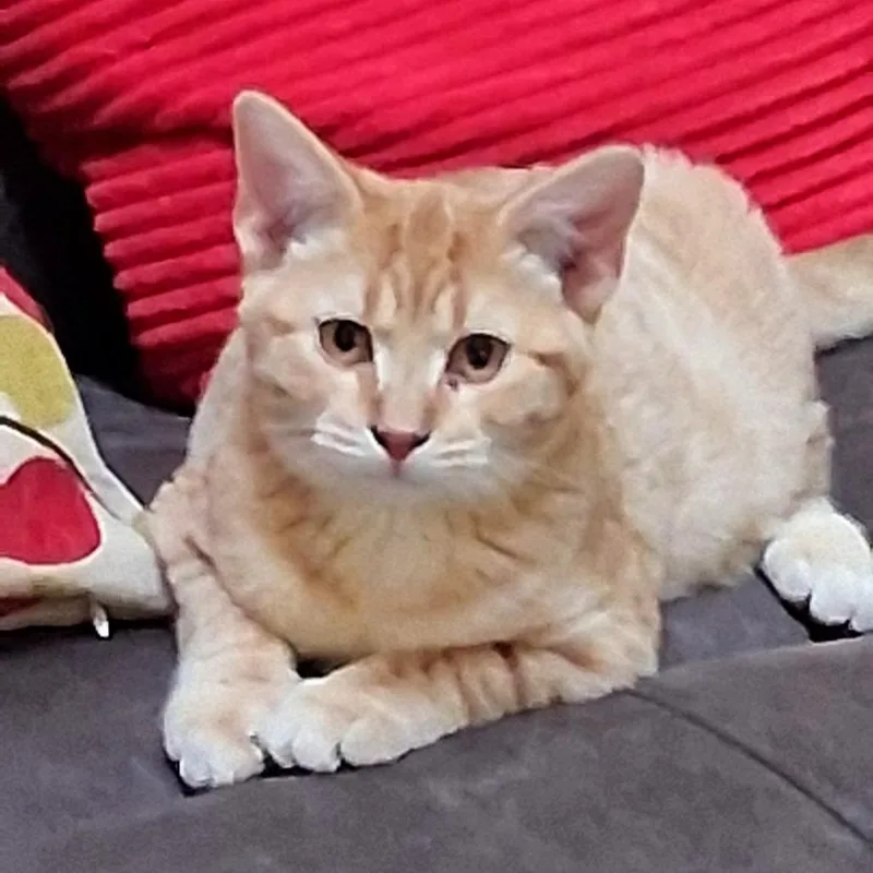 Marshall thumbnail 3