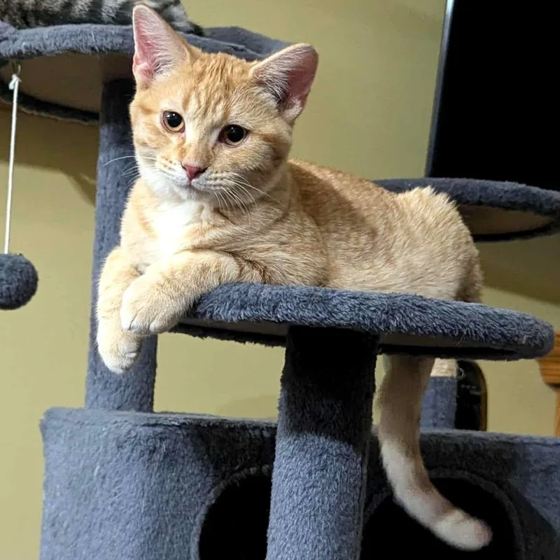 Marshall thumbnail 4