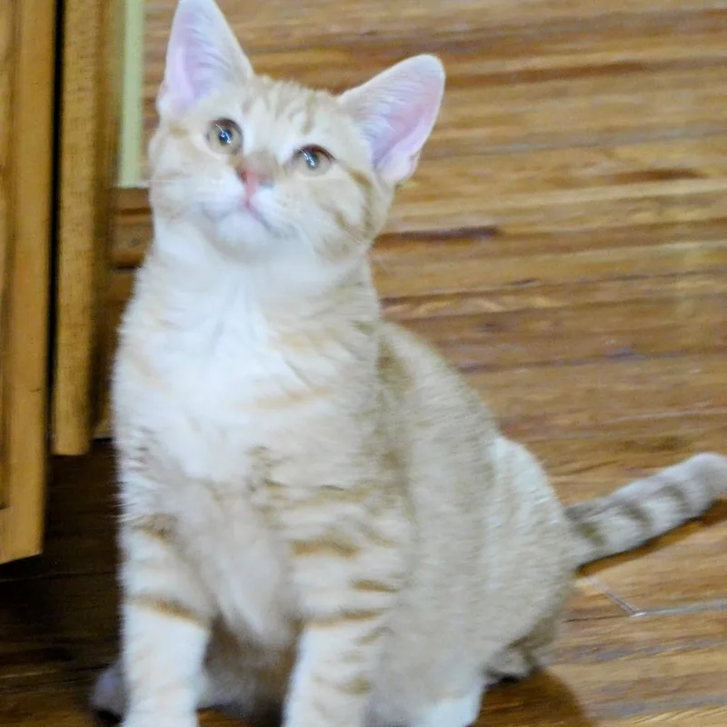 Marshall thumbnail 5