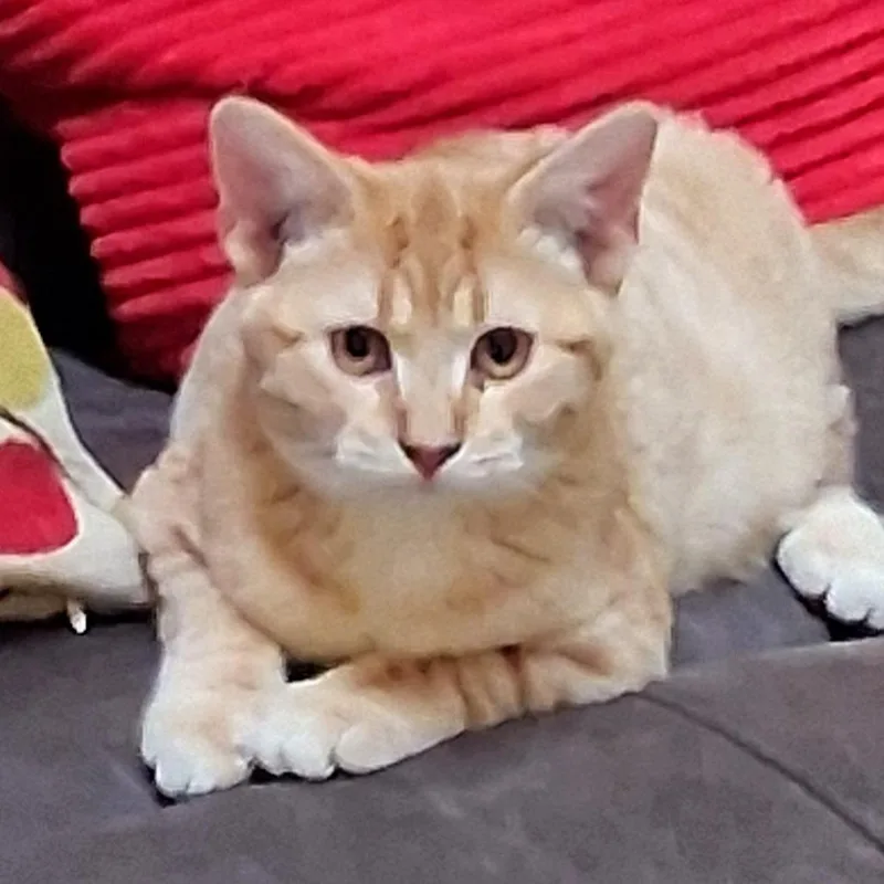 Marshall thumbnail 6