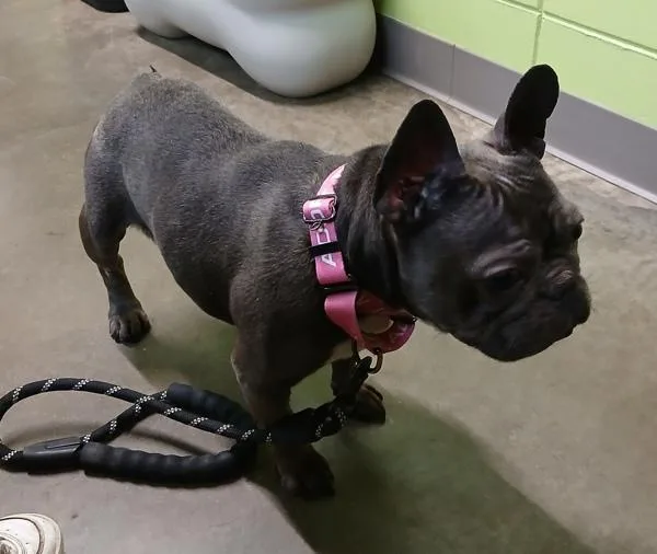 An adult small-sized female French Bulldog dog named Blue for adoption in Sioux City, IA