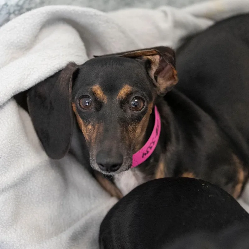 An adult small-sized female Black Miniature Dachshund dog named Nina for adoption in Peyton, CO