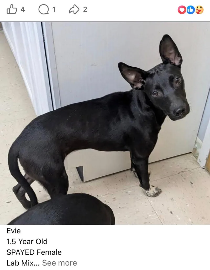 Evie