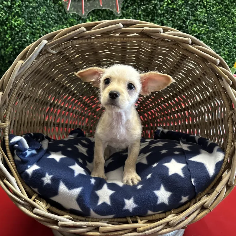 A baby small-sized male Apricot / Beige Mixed Breed dog named Benny for adoption in Hinsdale, IL