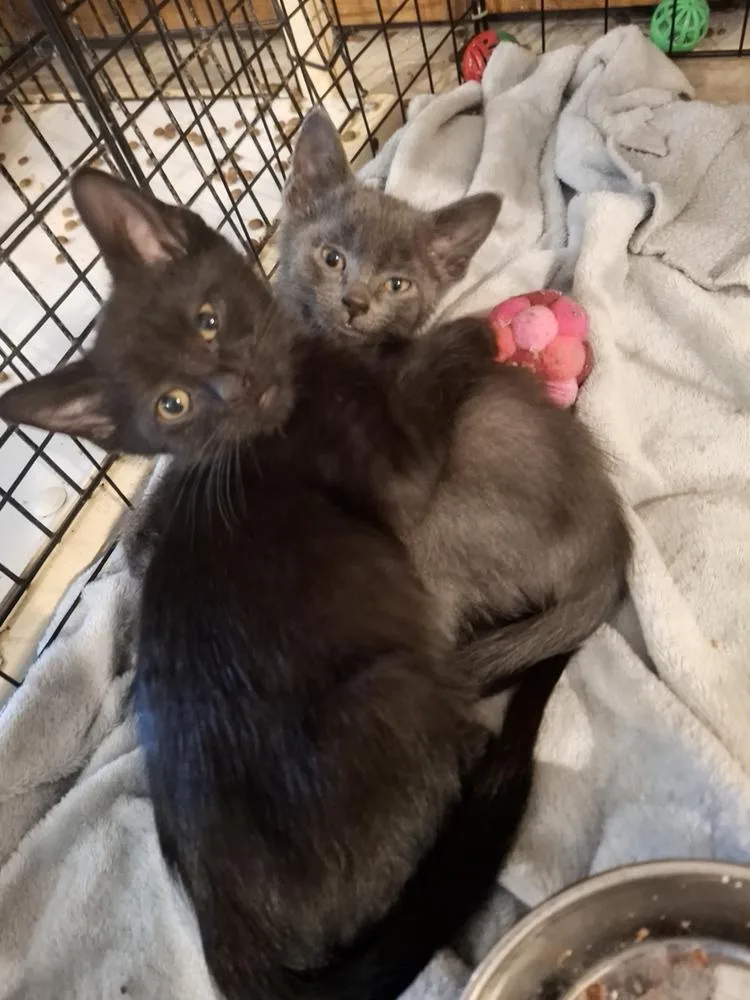 A baby small-sized male Black Domestic Short Hair cat named Kettle Cornp. for adoption in Peoria, IL