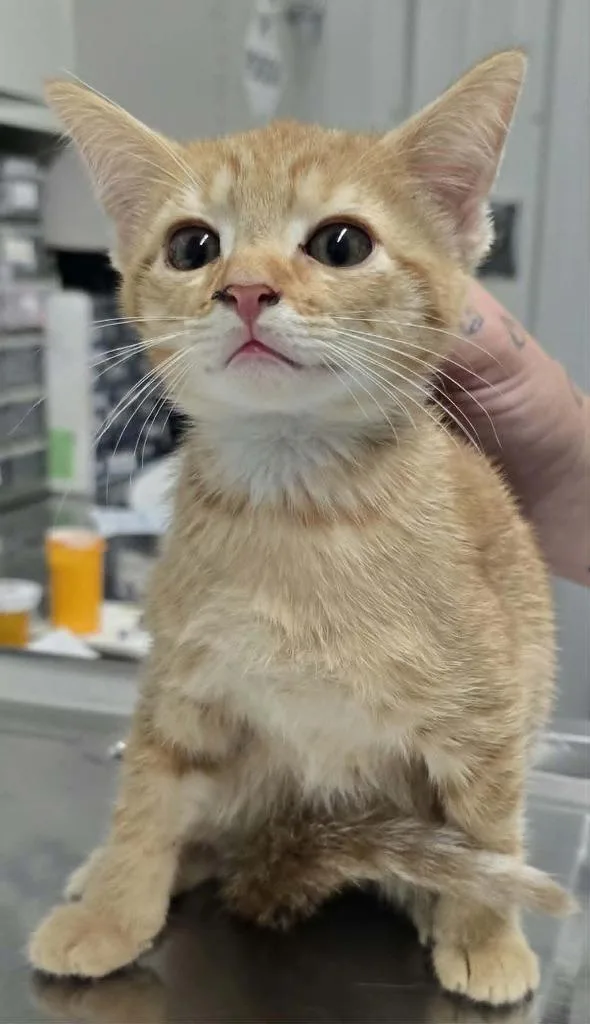 A baby small-sized female Domestic Short Hair cat named Loloy for adoption in Hillsdale, IN