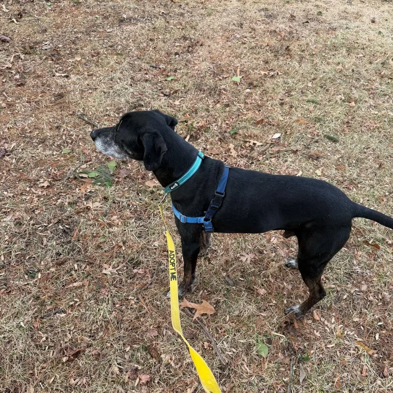 A senior medium-sized male Black Hound dog named Hunter for adoption in Newark, DE