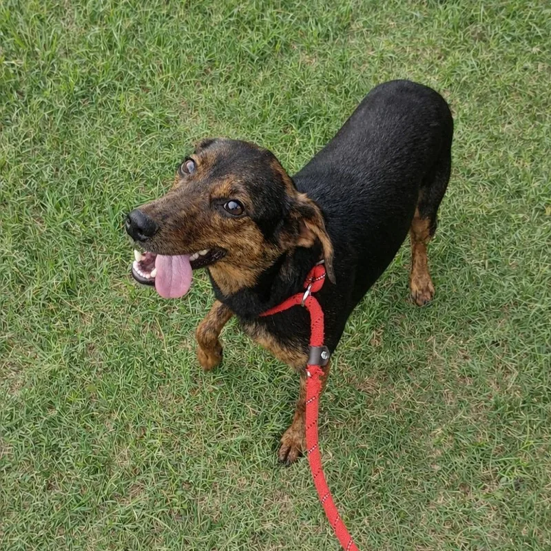An adult medium-sized female Black Mixed Breed dog named Jewels D for adoption in Corsicana, TX