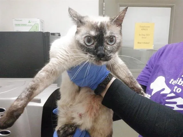 An adult small-sized female Siamese cat named Star for adoption in Oroville, CA