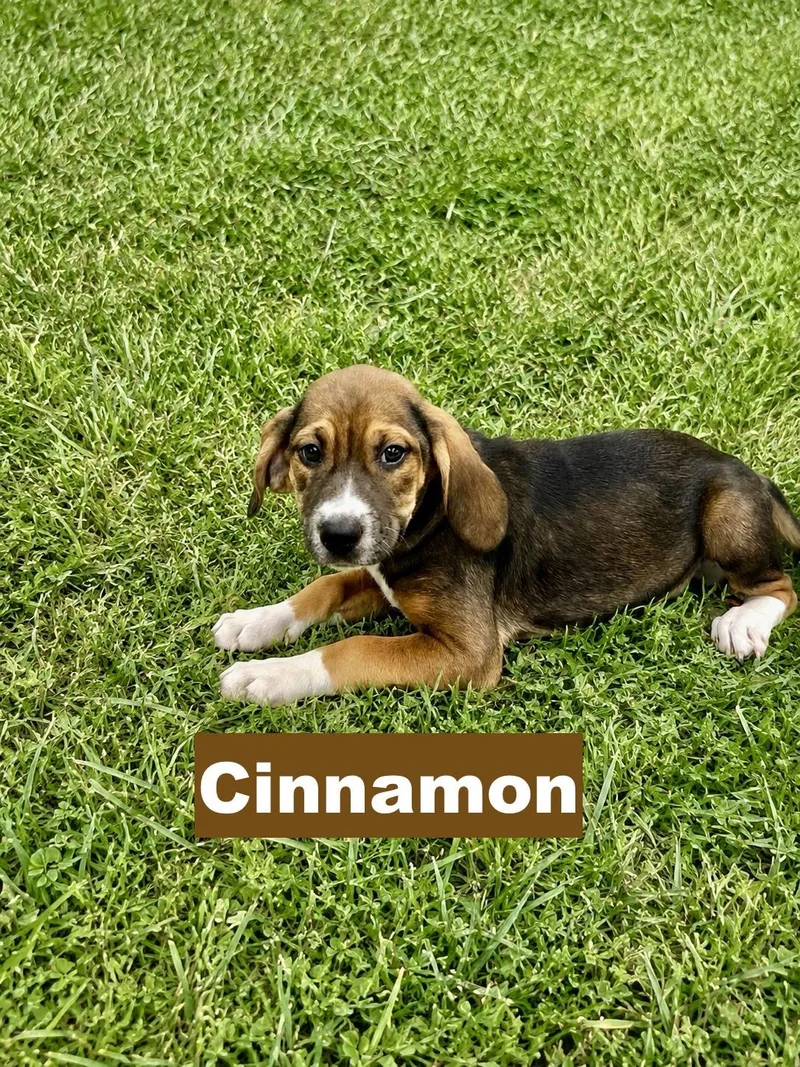 A baby medium-sized female Tricolor (Brown, Black, & White) Beagle dog named Cinnamon for adoption in Paramus, NJ
