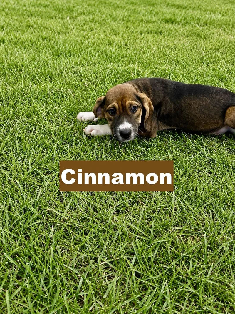 Cinnamon thumbnail 2