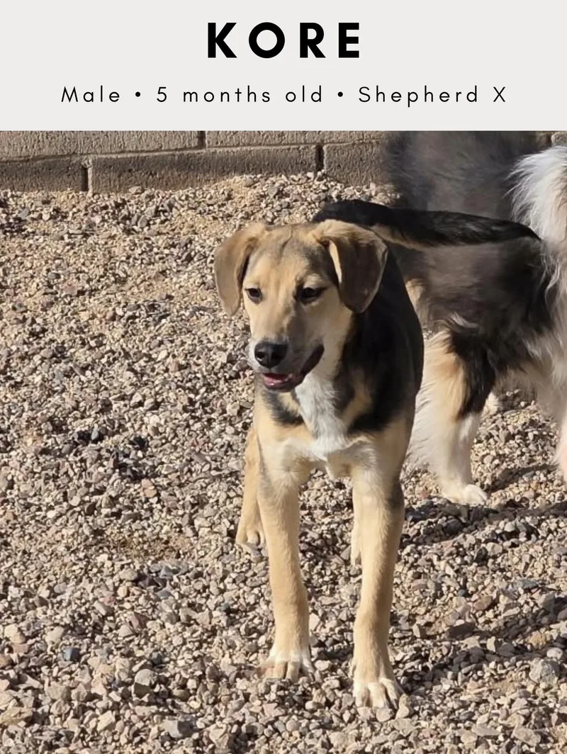 A baby medium-sized male Bicolor German Shepherd Dog dog named Kore for adoption in Tucson, AZ