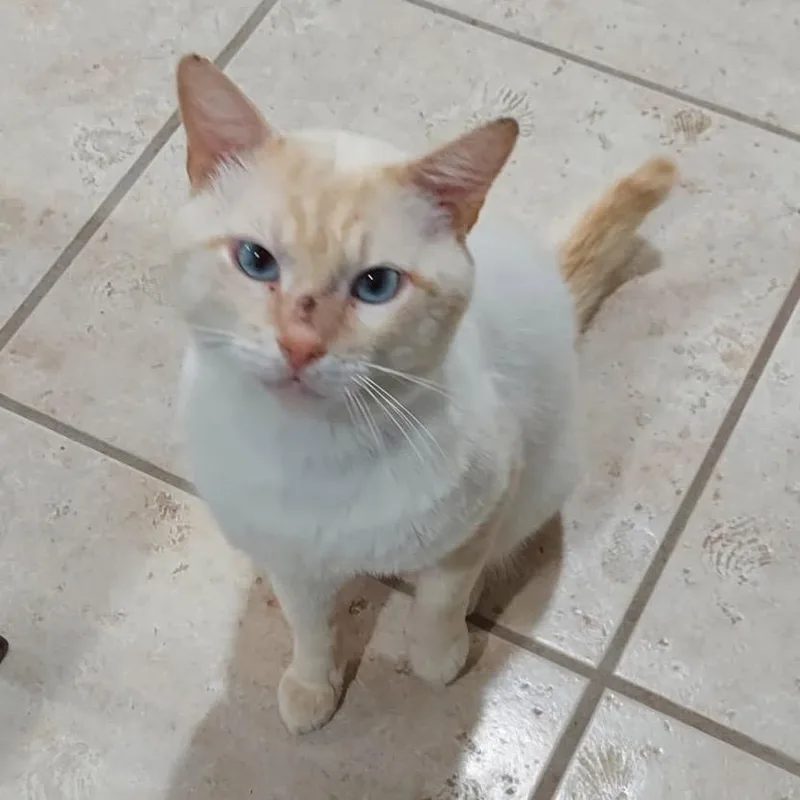 An adult large-sized male Flame Point Siamese cat named Rusty for adoption in Columbia, MO