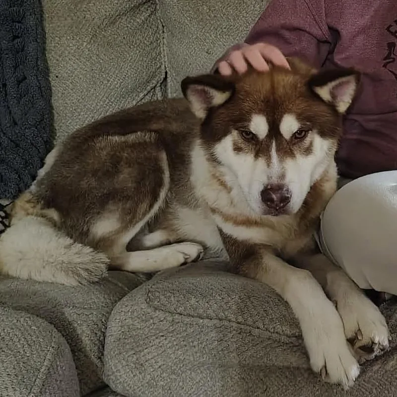 An adult medium-sized male Brown / Chocolate Husky dog named Dakota for adoption in Olathe, KS