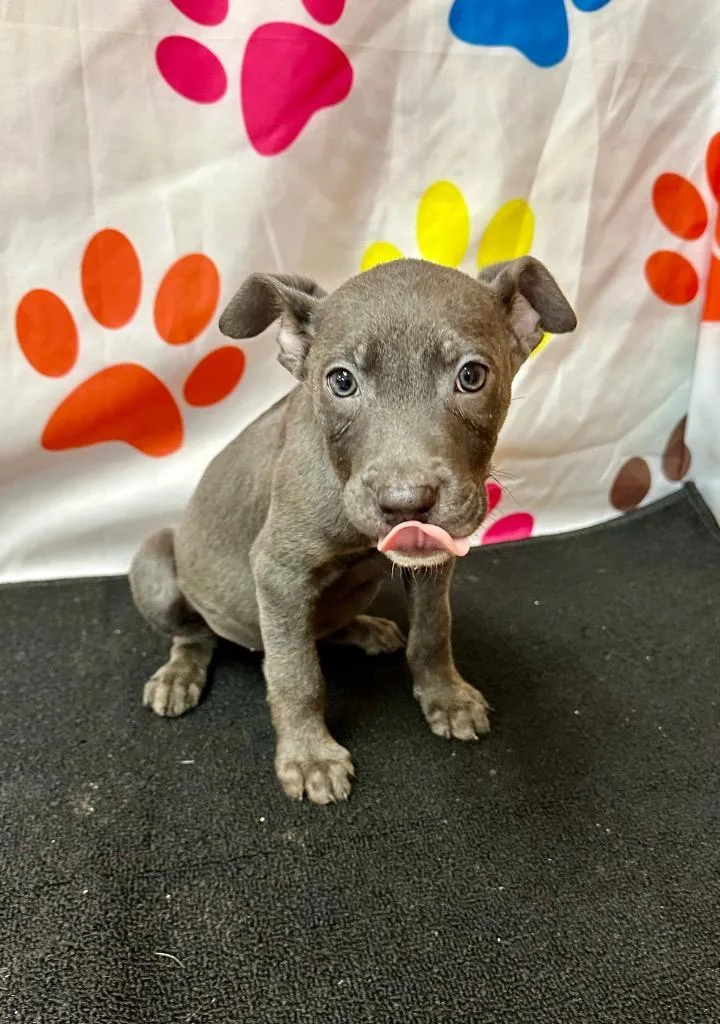 A baby medium-sized male Gray / Blue / Silver Mixed Breed dog named Blue for adoption in Selma, AL