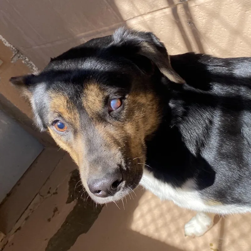 An adult medium-sized female Black German Shepherd Dog dog named Celia for adoption in Caryville, TN