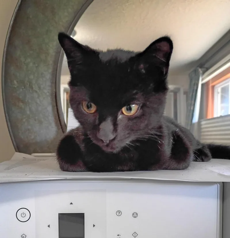 A baby small-sized female Black Domestic Short Hair cat named Velvet for adoption in Vancouver, WA