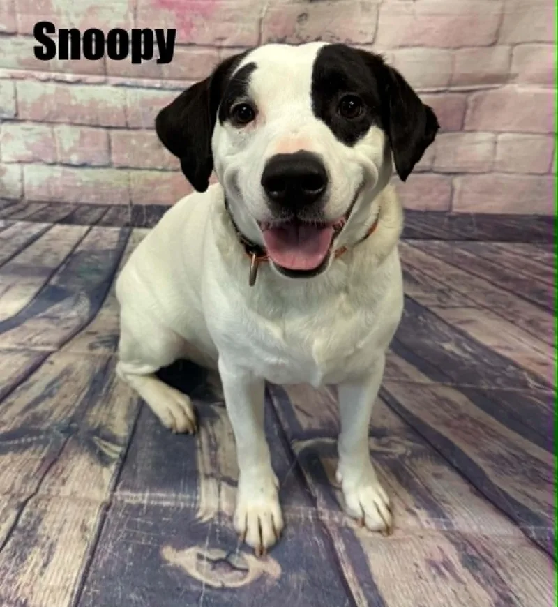 An adult medium-sized male White / Cream Dachshund dog named Snoopy for adoption in Quincy, MI