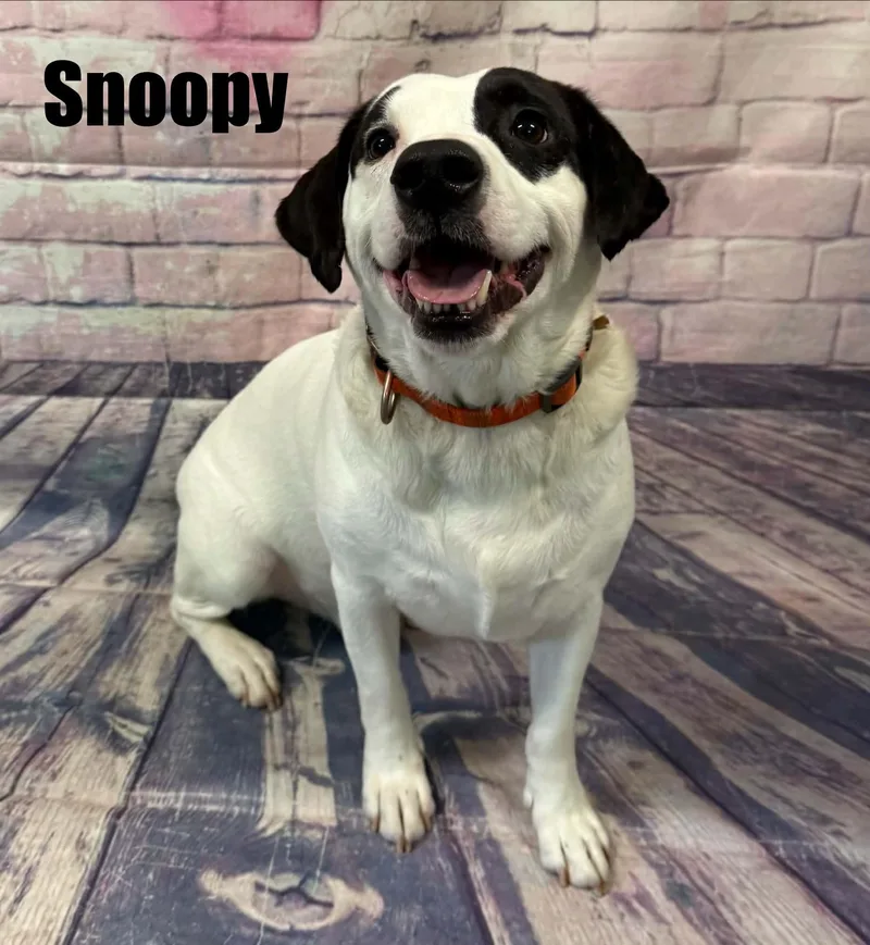 Snoopy thumbnail 2