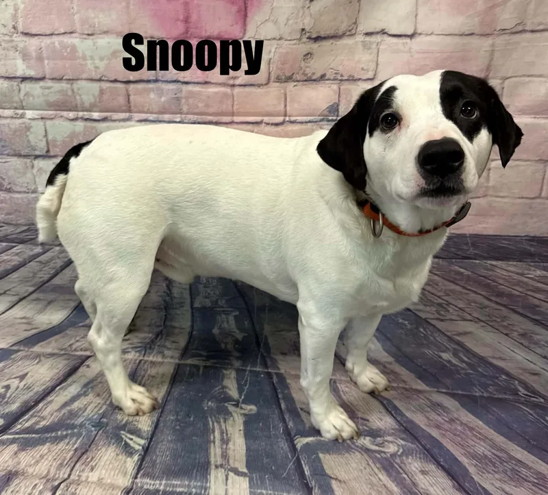 Snoopy thumbnail 3