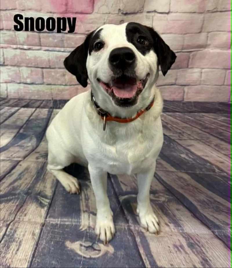 Snoopy thumbnail 4