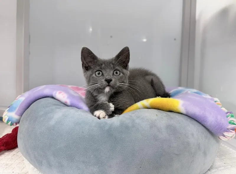 A baby medium-sized female Domestic Short Hair cat named Lacereta for adoption in Raleigh, NC