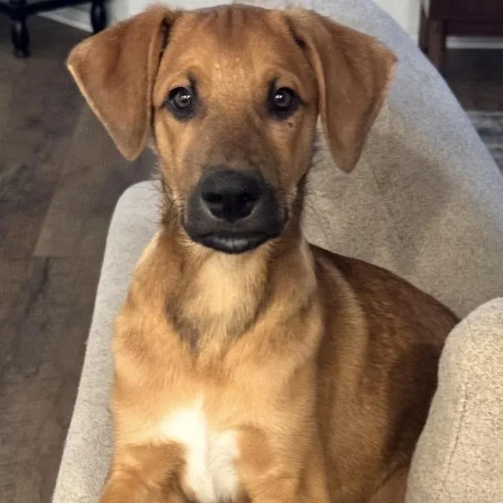 A baby large-sized male Redbone Coonhound dog named Welsey for adoption in Krum, TX